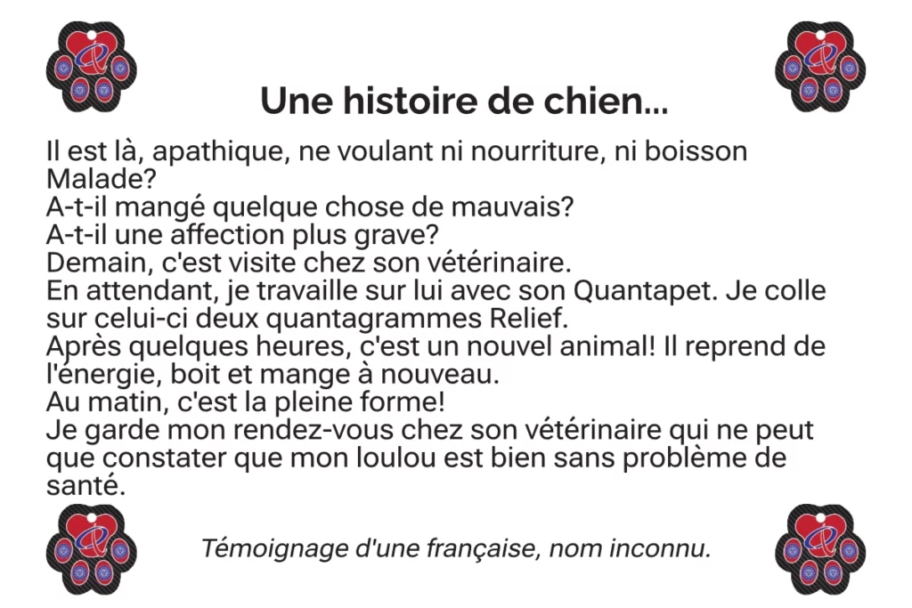 Chien soigné avec les quantagrammes de Quantum Lifestyle